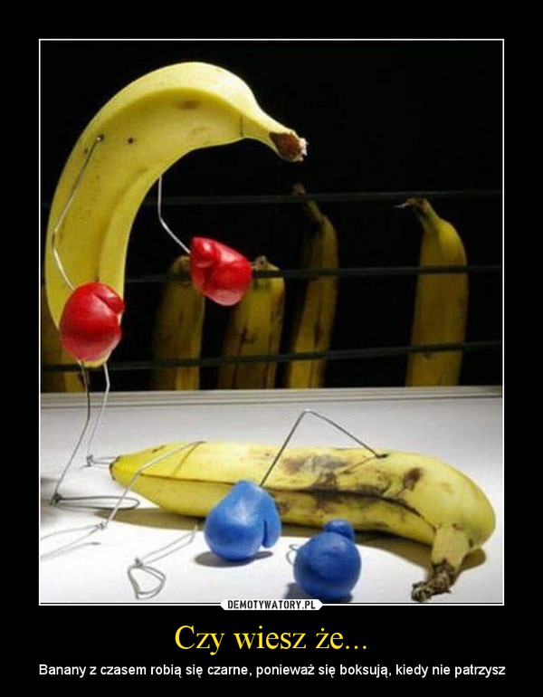 Czy wiesz że... – Banany z czasem robią się czarne, ponieważ się boksują, kiedy nie patrzysz 