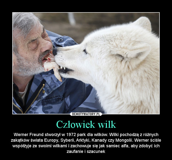 Człowiek wilk – Werner Freund stworzył w 1972 park dla wilków. Wilki pochodzą z różnych zakątków świata Europy, Syberii, Arktyki, Kanady czy Mongolii. Werner ściśle współżyje ze swoimi wilkami i zachowuje się jak samiec alfa, aby zdobyć ich zaufanie i szacunek 