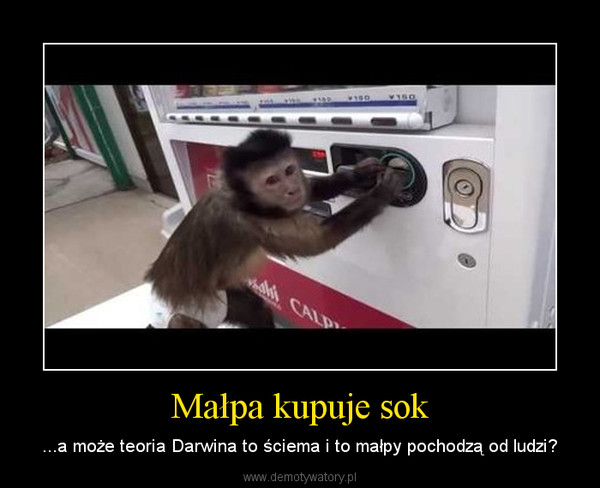 Małpa kupuje sok – ...a może teoria Darwina to ściema i to małpy pochodzą od ludzi? 