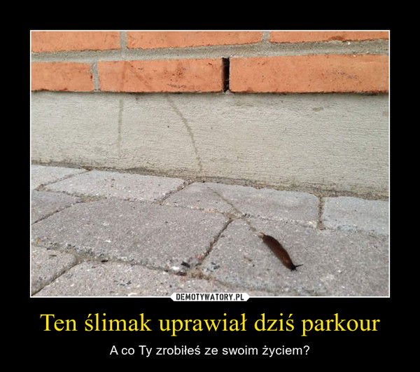 Ten ślimak uprawiał dziś parkour – A co Ty zrobiłeś ze swoim życiem? 