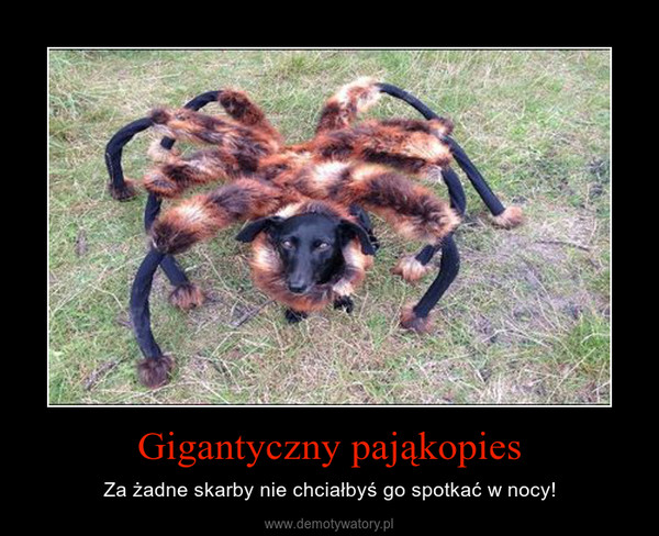 Gigantyczny pająkopies – Za żadne skarby nie chciałbyś go spotkać w nocy! 