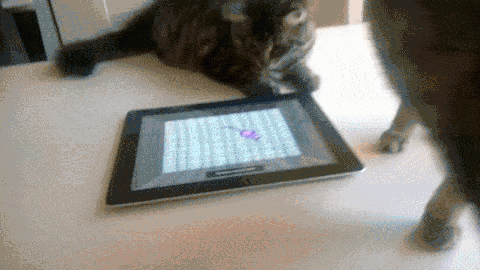 A mówią, że koty też potrafią grać na iPadzie –  