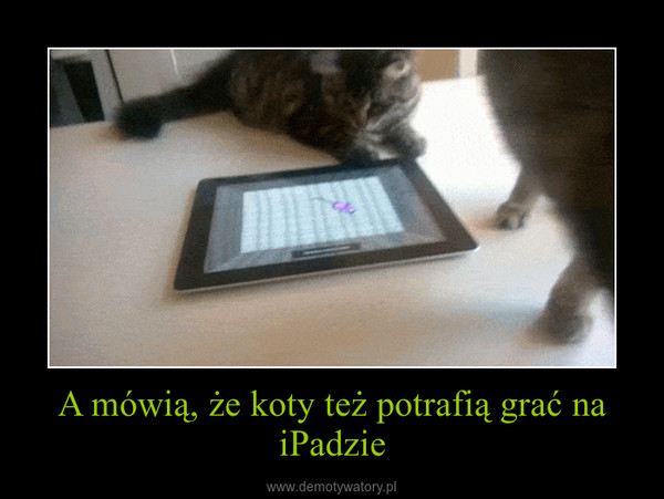 A mówią, że koty też potrafią grać na iPadzie –  