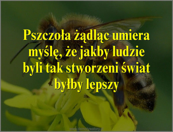 Pszczoła żądląc umiera myślę, że jakby ludzie byli tak stworzeni świat byłby lepszy –  