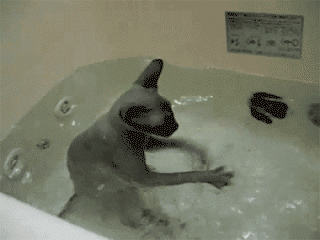I kto powiedział, że koty boją się wody? –  