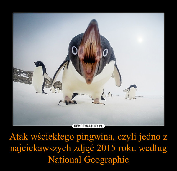 Atak wściekłego pingwina, czyli jedno z najciekawszych zdjęć 2015 roku według National Geographic –  