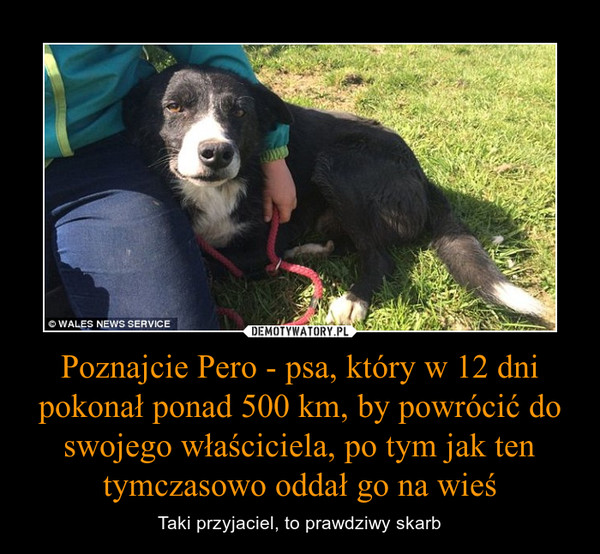 Poznajcie Pero - psa, który w 12 dni pokonał ponad 500 km, by powrócić do swojego właściciela, po tym jak ten tymczasowo oddał go na wieś – Taki przyjaciel, to prawdziwy skarb 