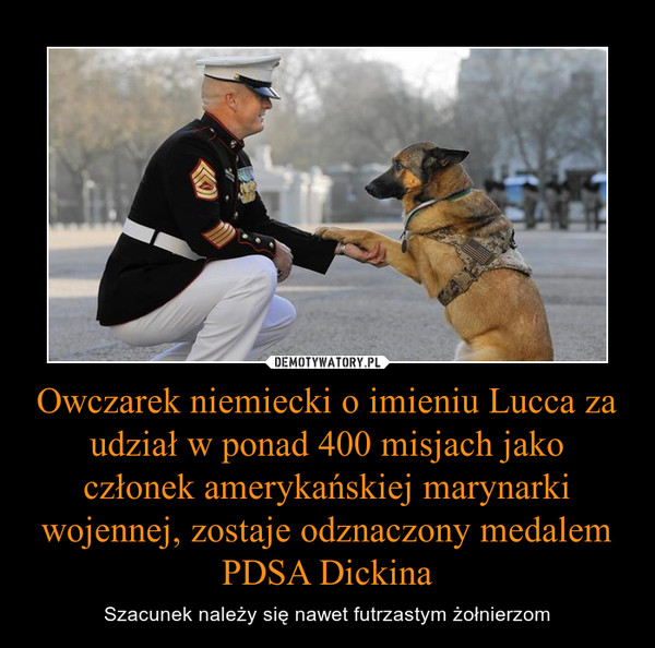 Owczarek niemiecki o imieniu Lucca za udział w ponad 400 misjach jako członek amerykańskiej marynarki wojennej, zostaje odznaczony medalem PDSA Dickina