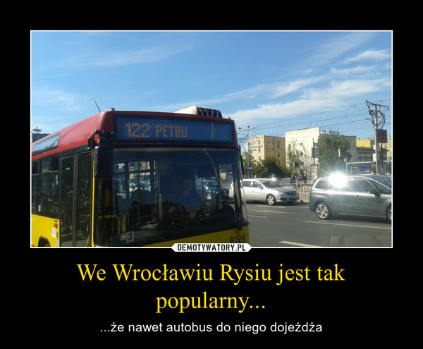 We Wrocławiu Rysiu jest tak popularny... – ...że nawet autobus do niego dojeżdża 