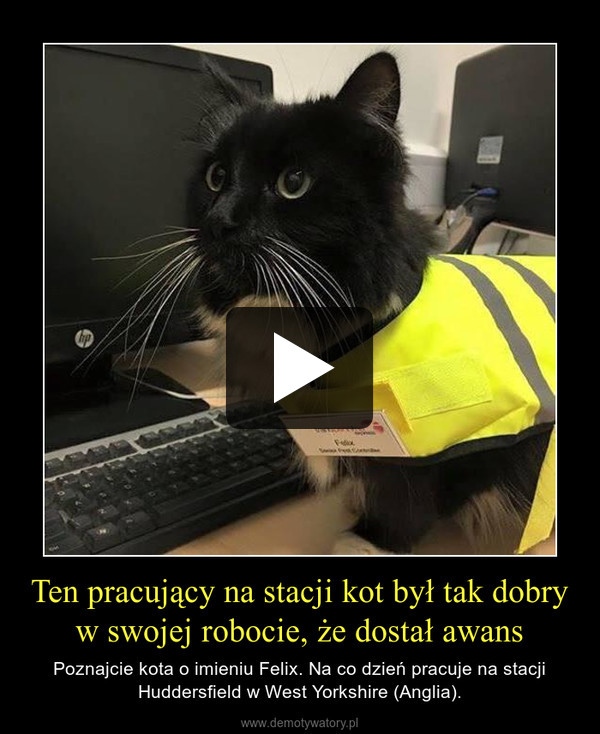 Ten pracujący na stacji kot był tak dobry w swojej robocie, że dostał awans – Poznajcie kota o imieniu Felix. Na co dzień pracuje na stacji Huddersfield w West Yorkshire (Anglia). 