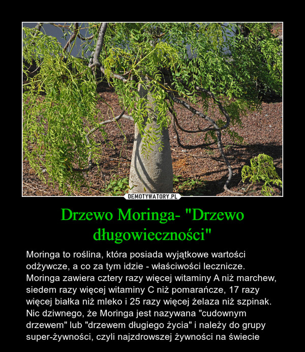 Drzewo Moringa- "Drzewo długowieczności"