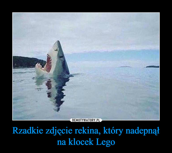 Rzadkie zdjęcie rekina, który nadepnął na klocek Lego –  