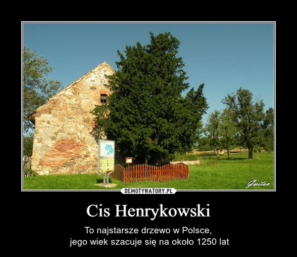 Cis Henrykowski – To najstarsze drzewo w Polsce, jego wiek szacuje się na około 1250 lat 