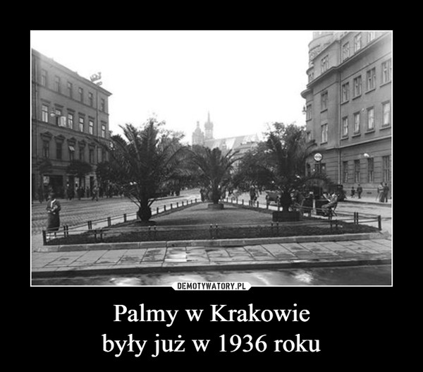 Palmy w Krakowie
były już w 1936 roku