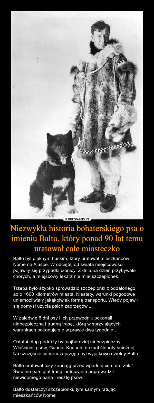 Niezwykła historia bohaterskiego psa o imieniu Balto, który ponad 90 lat temu uratował całe miasteczko