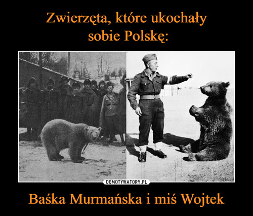 Zwierzęta, które ukochały
 sobie Polskę: Baśka Murmańska i miś Wojtek