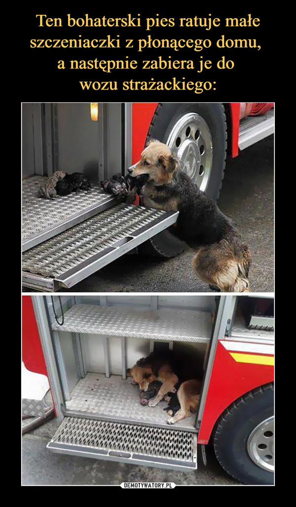 Ten bohaterski pies ratuje małe szczeniaczki z płonącego domu, 
a następnie zabiera je do 
wozu strażackiego: