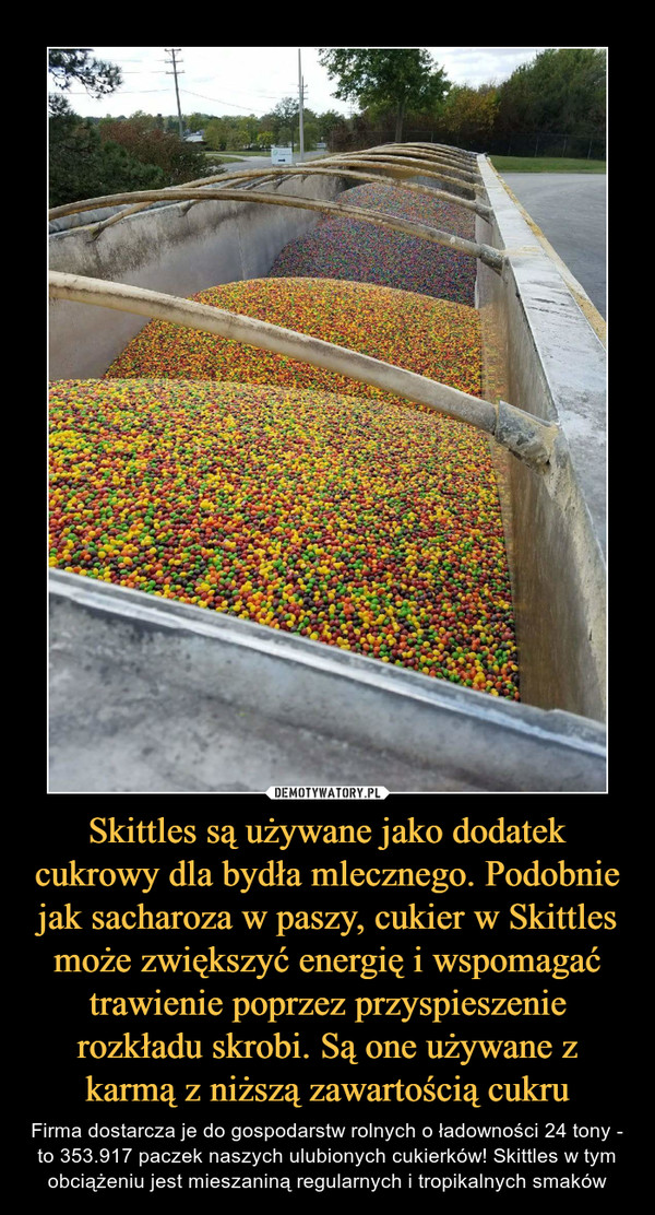 Skittles są używane jako dodatek cukrowy dla bydła mlecznego. Podobnie jak sacharoza w paszy, cukier w Skittles może zwiększyć energię i wspomagać trawienie poprzez przyspieszenie rozkładu skrobi. Są one używane z karmą z niższą zawartością cukru – Firma dostarcza je do gospodarstw rolnych o ładowności 24 tony - to 353.917 paczek naszych ulubionych cukierków! Skittles w tym obciążeniu jest mieszaniną regularnych i tropikalnych smaków 