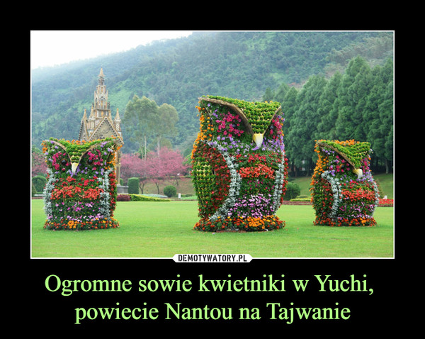 Ogromne sowie kwietniki w Yuchi, powiecie Nantou na Tajwanie –  