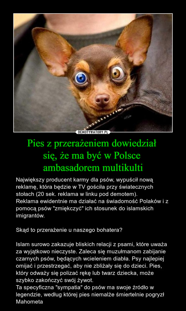 Pies z przerażeniem dowiedział 
się, że ma być w Polsce 
ambasadorem multikulti