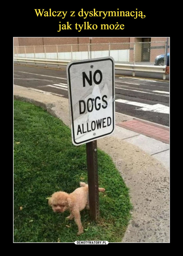  –  NO DOGS ALLOWED
