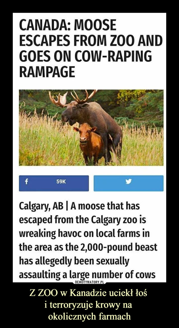 Z ZOO w Kanadzie uciekł łoś i terroryzuje krowy na okolicznych farmach –  Canada: moose escapes from zoo and goes on cow raping rampage.Calgary, a moose that has escaped from the calgary zoo is wreaking havoc on local farms in the area as the 2000 pound beast has allegedly been sexually assaulting a large number of cows