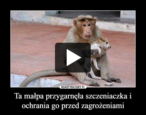 Ta małpa przygarnęła szczeniaczka i ochrania go przed zagrożeniami –  