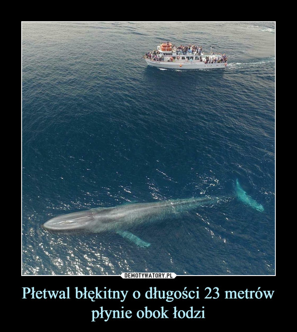 Płetwal błękitny o długości 23 metrów płynie obok łodzi –  