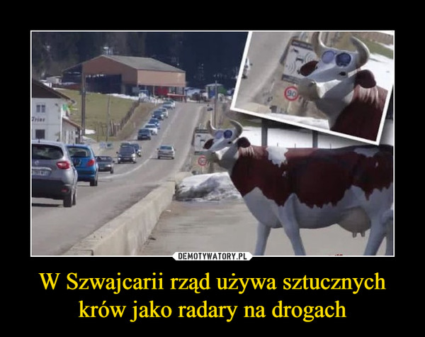 W Szwajcarii rząd używa sztucznych krów jako radary na drogach
