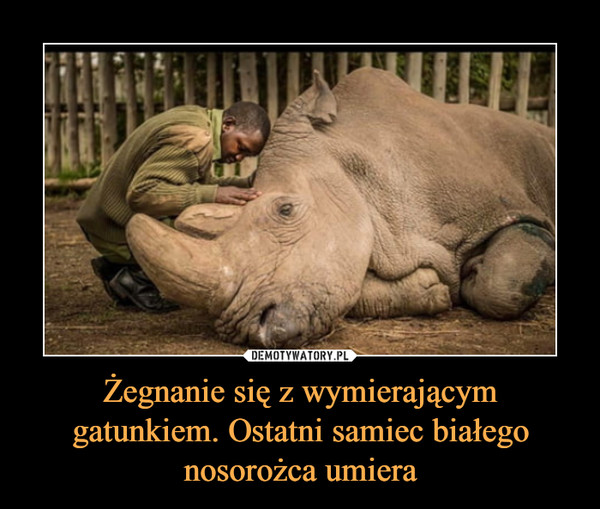 Żegnanie się z wymierającym gatunkiem. Ostatni samiec białego nosorożca umiera –  