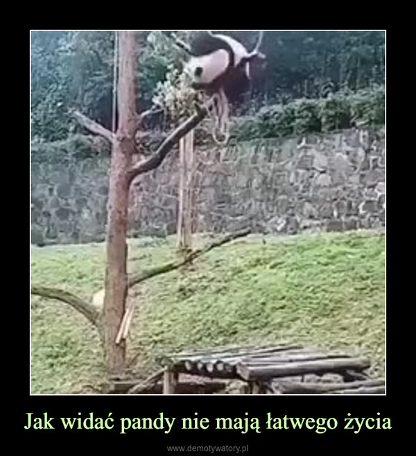 Jak widać pandy nie mają łatwego życia –  