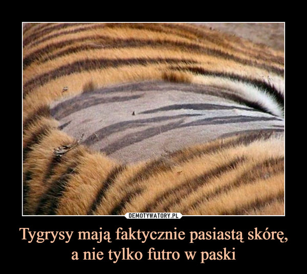 Tygrysy mają faktycznie pasiastą skórę, a nie tylko futro w paski