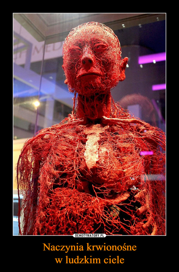 Naczynia krwionośnew ludzkim ciele –  