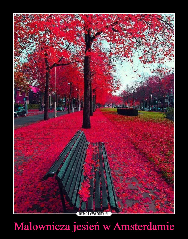 Malownicza jesień w Amsterdamie