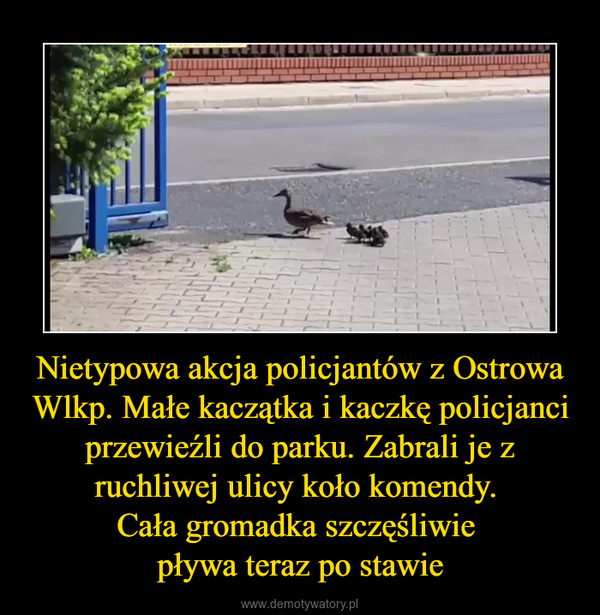 Nietypowa akcja policjantów z Ostrowa Wlkp. Małe kaczątka i kaczkę policjanci przewieźli do parku. Zabrali je z ruchliwej ulicy koło komendy. Cała gromadka szczęśliwie pływa teraz po stawie –  