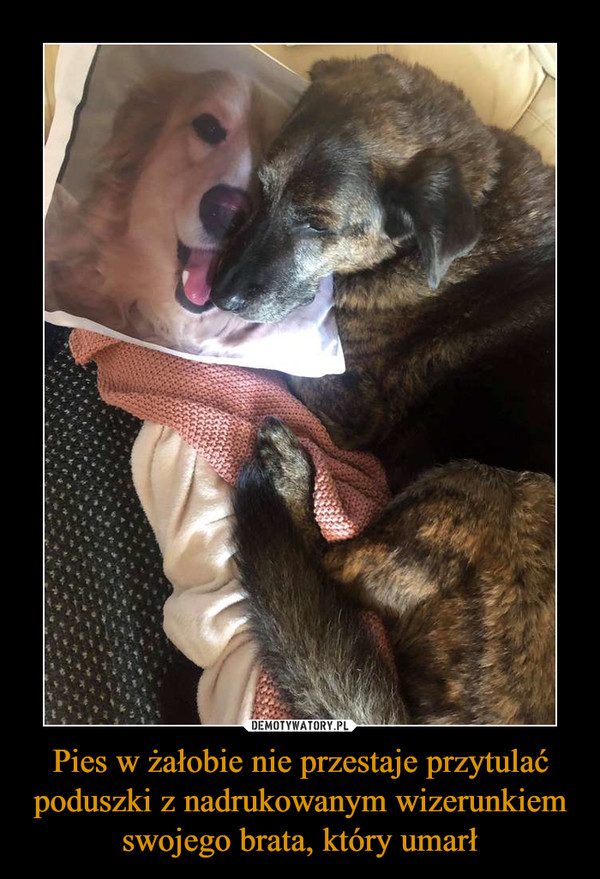 Pies w żałobie nie przestaje przytulać poduszki z nadrukowanym wizerunkiem swojego brata, który umarł –  