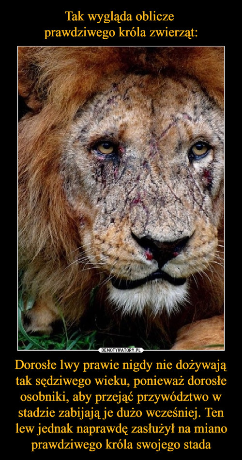Tak wygląda oblicze 
prawdziwego króla zwierząt: Dorosłe lwy prawie nigdy nie dożywają tak sędziwego wieku, ponieważ dorosłe osobniki, aby przejąć przywództwo w stadzie zabijają je dużo wcześniej. Ten lew jednak naprawdę zasłużył na miano prawdziwego króla swojego stada