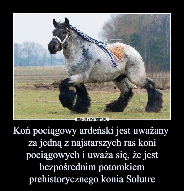 Koń pociągowy ardeński jest uważany za jedną z najstarszych ras koni pociągowych i uważa się, że jest bezpośrednim potomkiem prehistorycznego konia Solutre –  