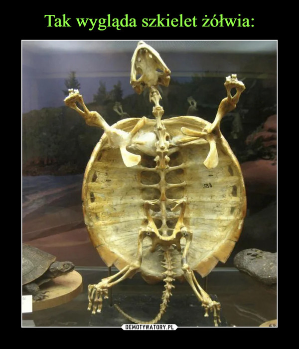 Tak wygląda szkielet żółwia: