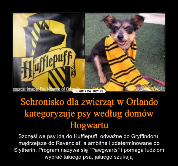 Schronisko dla zwierząt w Orlando kategoryzuje psy według domów Hogwartu