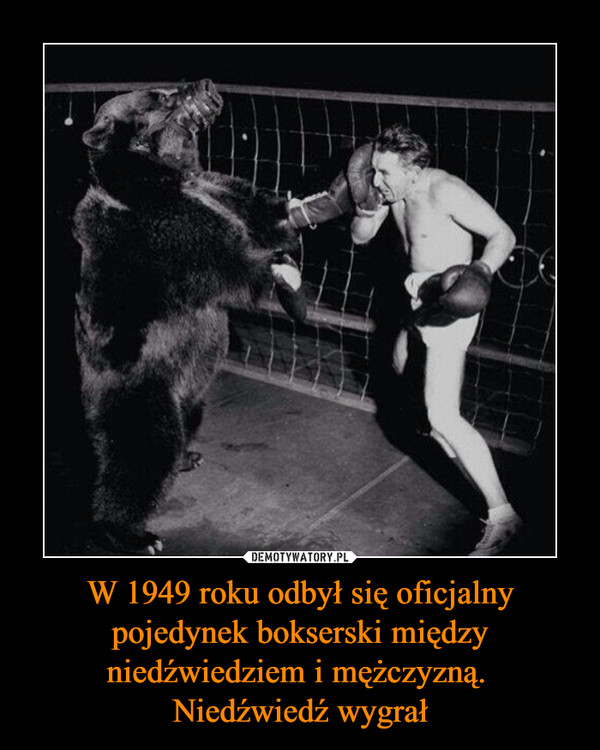 W 1949 roku odbył się oficjalny pojedynek bokserski między niedźwiedziem i mężczyzną. 
Niedźwiedź wygrał