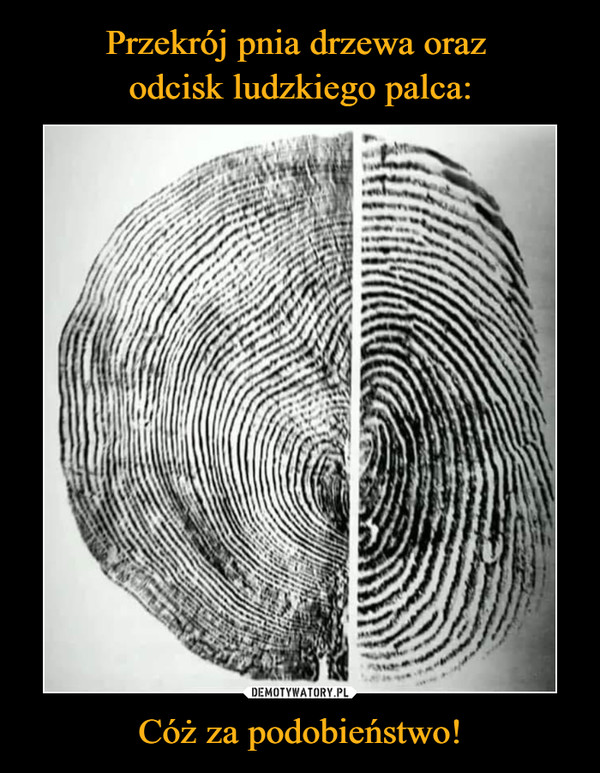Przekrój pnia drzewa oraz 
odcisk ludzkiego palca: Cóż za podobieństwo!