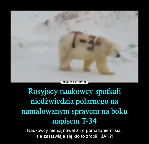 Rosyjscy naukowcy spotkali niedźwiedzia polarnego na namalowanym sprayem na boku
napisem T-34