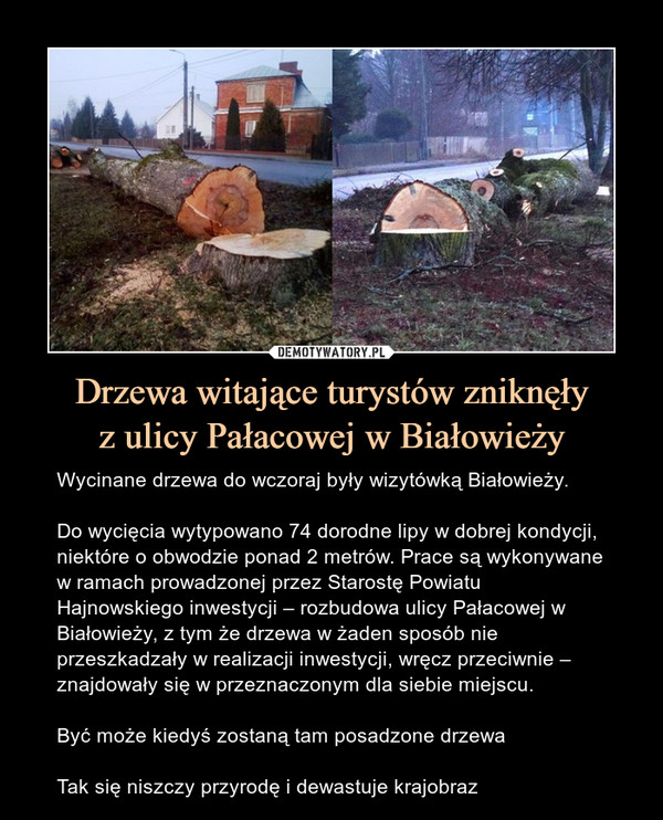 Drzewa witające turystów zniknęły
z ulicy Pałacowej w Białowieży