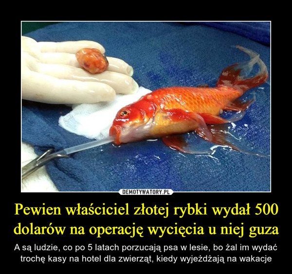 Pewien właściciel złotej rybki wydał 500 dolarów na operację wycięcia u niej guza