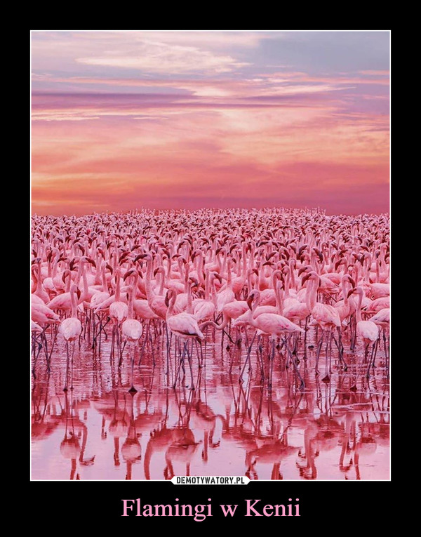 Flamingi w Kenii –  