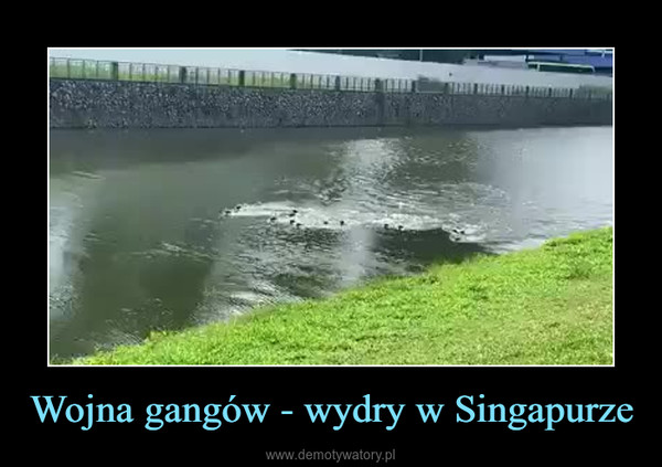 Wojna gangów - wydry w Singapurze –  