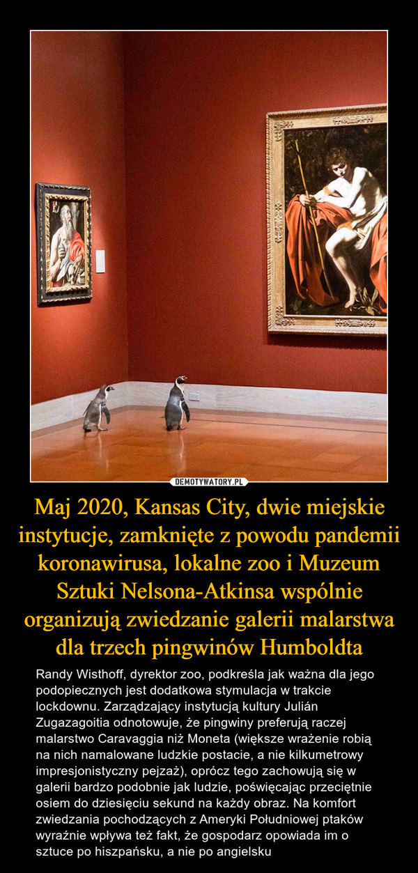 Maj 2020, Kansas City, dwie miejskie instytucje, zamknięte z powodu pandemii koronawirusa, lokalne zoo i Muzeum Sztuki Nelsona-Atkinsa wspólnie organizują zwiedzanie galerii malarstwa dla trzech pingwinów Humboldta – Randy Wisthoff, dyrektor zoo, podkreśla jak ważna dla jego podopiecznych jest dodatkowa stymulacja w trakcie lockdownu. Zarządzający instytucją kultury Julián Zugazagoitia odnotowuje, że pingwiny preferują raczej malarstwo Caravaggia niż Moneta (większe wrażenie robią na nich namalowane ludzkie postacie, a nie kilkumetrowy impresjonistyczny pejzaż), oprócz tego zachowują się w galerii bardzo podobnie jak ludzie, poświęcając przeciętnie osiem do dziesięciu sekund na każdy obraz. Na komfort zwiedzania pochodzących z Ameryki Południowej ptaków wyraźnie wpływa też fakt, że gospodarz opowiada im o sztuce po hiszpańsku, a nie po angielsku 
