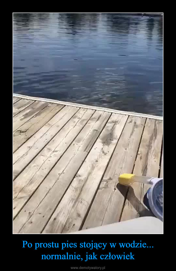 Po prostu pies stojący w wodzie... normalnie, jak człowiek –  