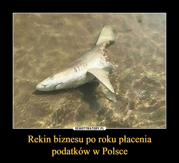 Rekin biznesu po roku płacenia podatków w Polsce –  